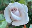 Quicksilver rose photo