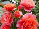 Sommersonne rose photo