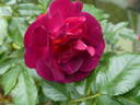 Ile de Fleurs ® rose photo