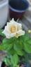 Menta rose photo