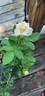 Menta rose photo