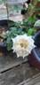 Menta rose photo