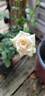 Menta rose photo