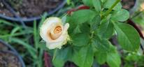 Quicksand rose photo