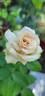Quicksand rose photo