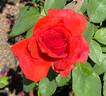 Mercedes ® rose photo