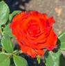 Mercedes ® rose photo