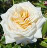 Anastasia® rose photo