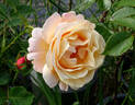 Beverly Ann Clay rose photo