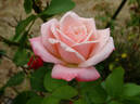 Eleganza rose photo
