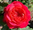 Midsummer rose photo