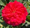 Midsummer rose photo