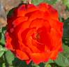 Mercedes ® rose photo