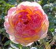 Rosomane Janon ® rose photo