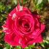 Daring Spirit™ rose photo