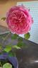 C03-2 rose photo
