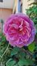 C03-2 rose photo