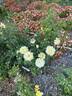 Lemontini™ rose photo