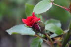 Sympathie ® rose photo