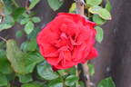 Sympathie ® rose photo