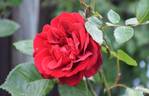 Sympathie ® rose photo