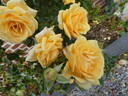 Atco Royale rose photo