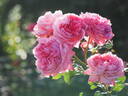 Flora Colonia rose photo