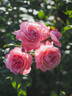 Flora Colonia rose photo