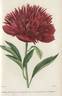 Paeonia paradoxa fimbriata var. sanguinea plena peony photo