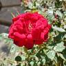 Honest Abe rose photo