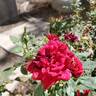 Honest Abe rose photo