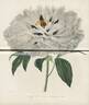 Hissiana peony photo
