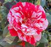 Special Effects rose photo