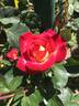 Bush Imp rose photo