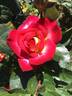 Bush Imp rose photo