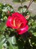 Bush Imp rose photo