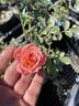 Bill Warriner ™ rose photo