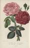 Georges Cuvier rose photo