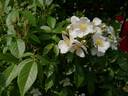 R. rubus rose photo