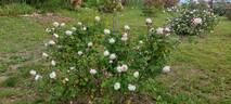 Comtesse de Rocquigny rose photo
