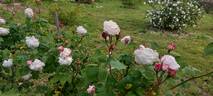 Comtesse de Rocquigny rose photo
