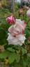 Comtesse de Rocquigny rose photo
