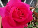 Vélasquez rose photo