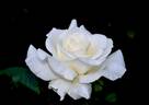 Randy Scott rose photo