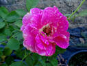 Picture Perfect rose photo