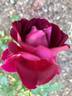 Allegorie rose photo