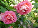 Sommersonne rose photo