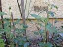 Vesalius rose photo