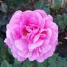 True Perfume rose photo