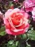 Jardins rose photo